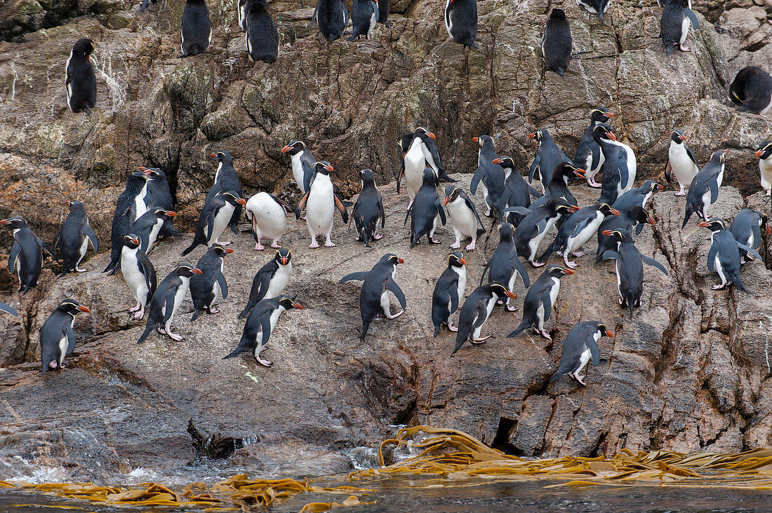 A group of Snares penguins (Eudyptes robustus), also known as the Snares crested penguin on rocks at the waters edge of Snares Island, New Zealand.