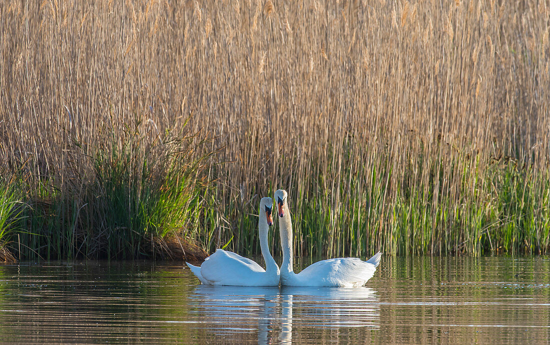 Couple of Mute swans grooming(Cygnus olor). Natural reserve of Champittet, Switzerland.  Eurasia, and (as a rare winter visitor) the far north of Africa. It is an introduced species in North America, Australasia and southern Africa. 