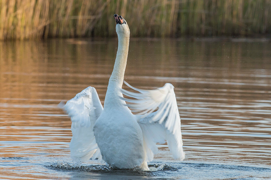 Mute swan drying its wings(Cygnus olor). Natural reserve of Champittet, Switzerland.  Eurasia, and (as a rare winter visitor) the far north of Africa. It is an introduced species in North America, Australasia and southern Africa. 