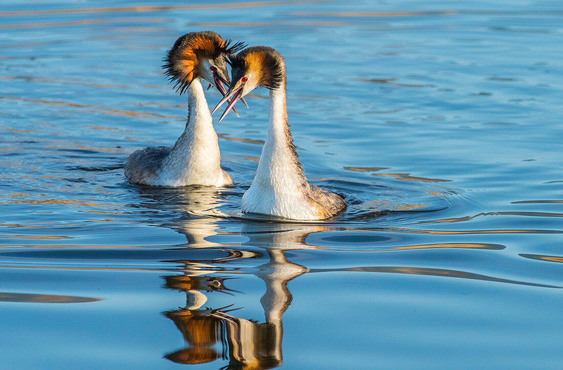 Haubentaucher (Podiceps cristatus), Paarungsritual, Naturschutzgebiet Champittet, See von Neuenburg, Schweiz