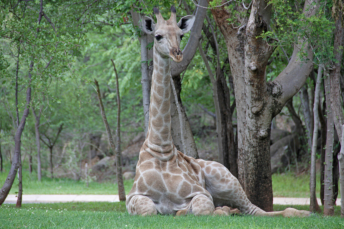 African giraffe laying on lawn, Zimbabwe.