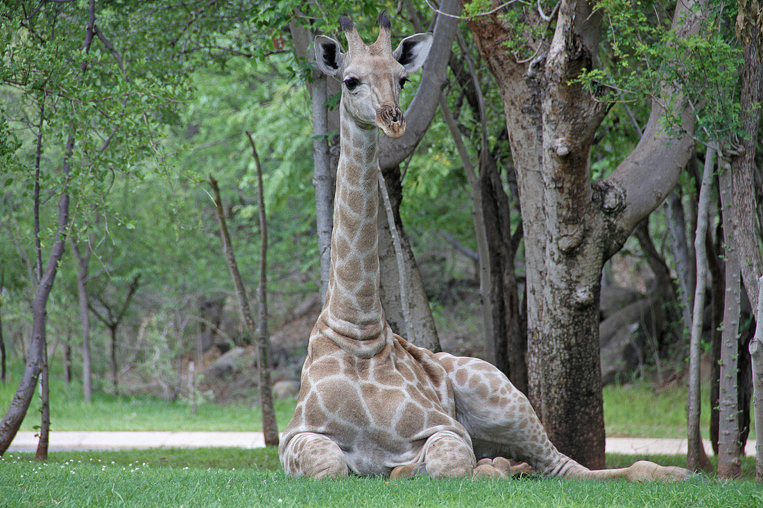 Afrikanische Giraffe auf dem Rasen liegend, Simbabwe