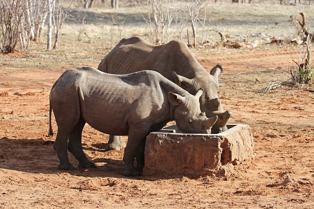 Black rhinoceros eating food from a feeding trough, Victoria Falls Private Game Reserve Black Rhino Breeding Project, Zimbabwe. 