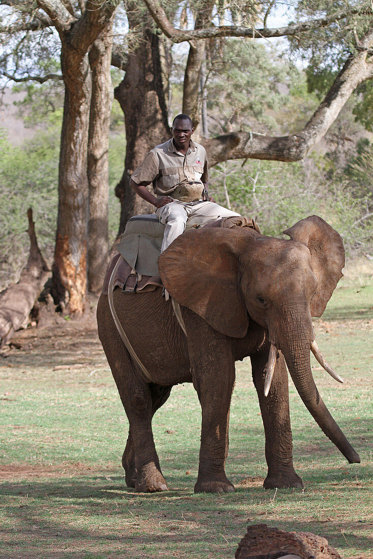 African elephant with game ranger riding a saddle/howdah on its back, Zimbabwe. 