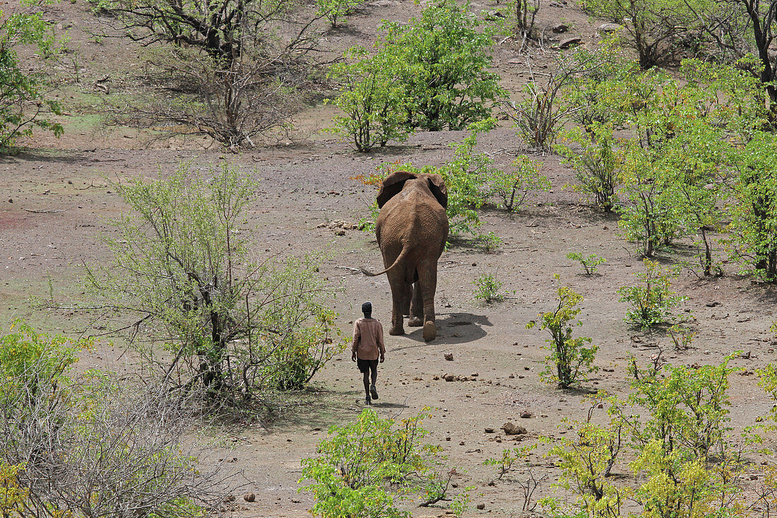Young adult elephant and man walking, Victoria Falls National Park, Zimbabwe.