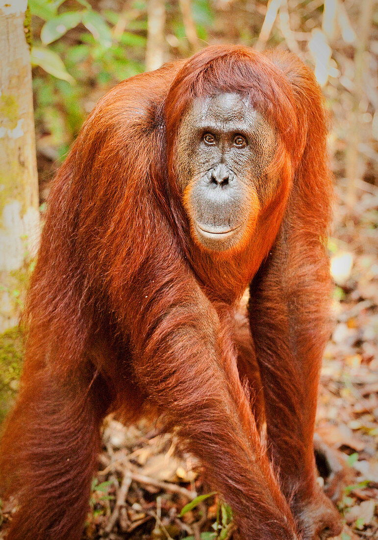 Indonesien, Borneo - 27. Juni 2009. Ein Orang-Utan im Tanjung-Puting-Nationalpark im Süden Borneos, Indonesien