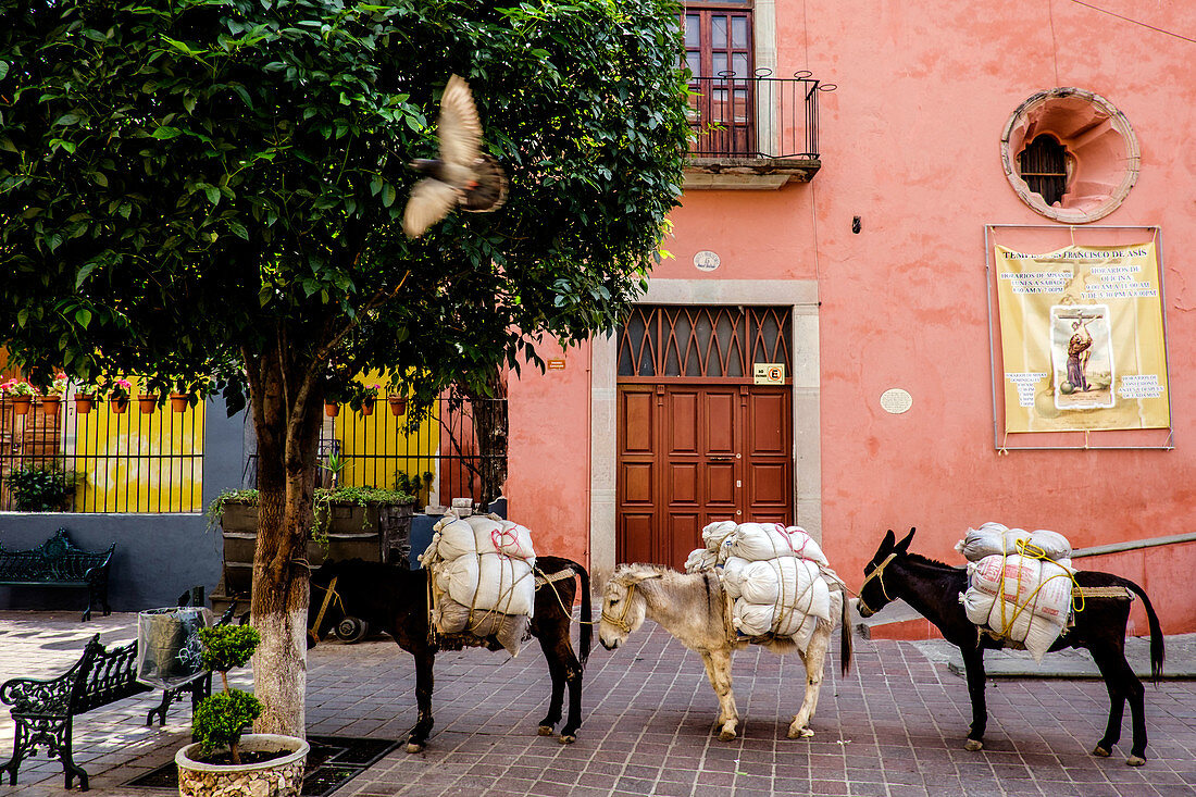Guanajuato, Mexico - March 1, 2016: Three donkeys are standing on the street and carrying goods.