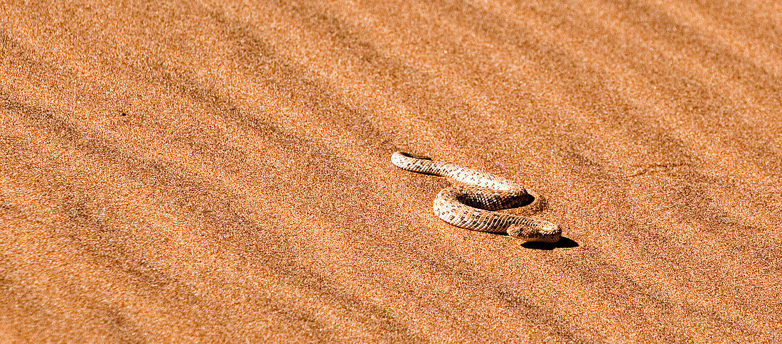 Namibia - April 27, 2009: A sidewinder snake in the desert.