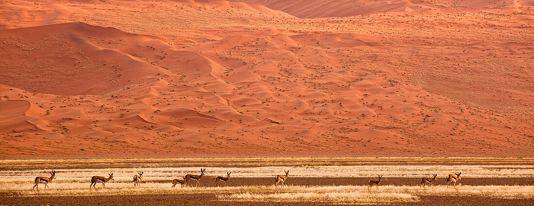 Namibia - April 16, 2009: A herd of Springboks  and high sand dunes in the Namib-Naukluft National Park.