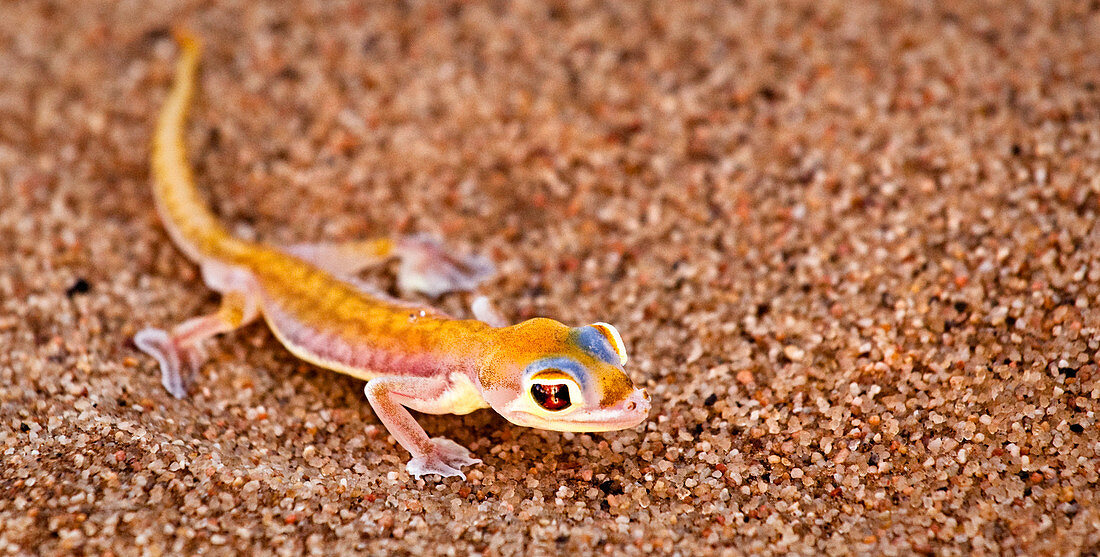 Namibia - 27. April 2009: Kleiner gelber Gecko in der Namib-Wüste