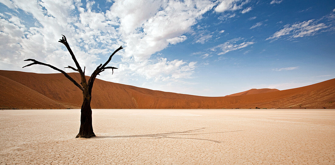 Namibia - 16. April 2009: Ein Skelettbaum in Deadvlei, der berühmten weißen Tonpfanne im Namib-Naukluft-Nationalpark