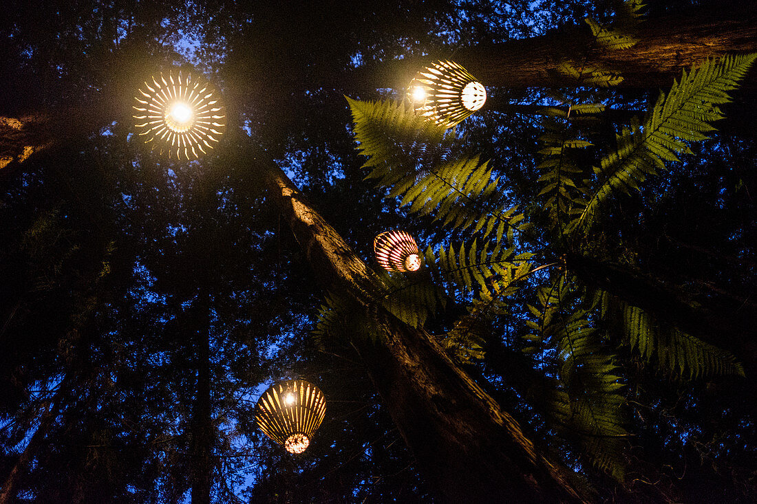 Rotorua, New Zealand - November 11, 2017: Outdoor Lighting by David Trubridge in the Redwoods Treewalk. Visitors can explore Rotorua’s Redwood forest under David Trubridge lighting installation at night, which has a total of 30 lantern.