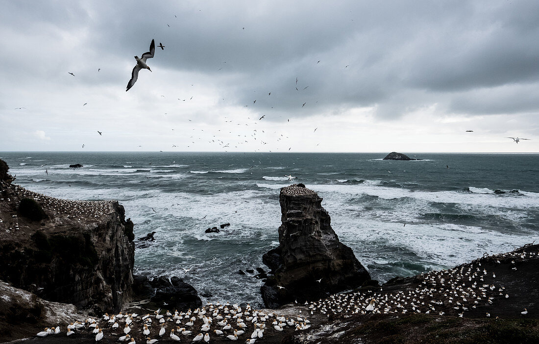 Muriwai Beach, Neuseeland - 16. Oktober 2017: Muriwai's Tölpelkolonie von einer Aussichtsplattform aus gesehen. Basstölpel leben in einer großen Kolonie in Meeresnähe und beginnen jedes Jahr im August bis März mit der Nistung