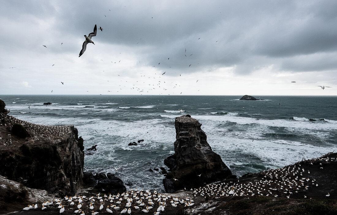 Muriwai Beach, New Zealand - October 16, 2017: Muriwai’s gannet colony seen from a viewing platform. Gannets live in large colony close to the sea and start nesting in August to March each year.