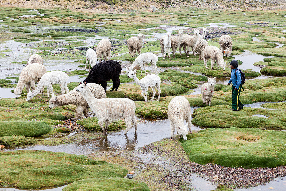 Peru - December 25, 2011: A boy with a herd of llamas.