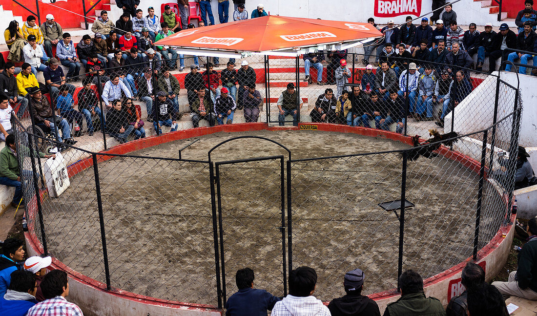 Cusco, Peru - January 7, 2012: People are watching a cockfight.
