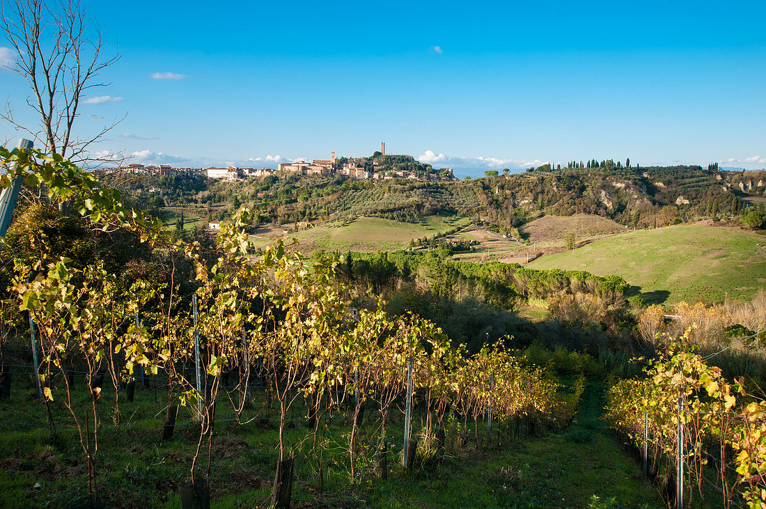 Landschaft um San Miniato