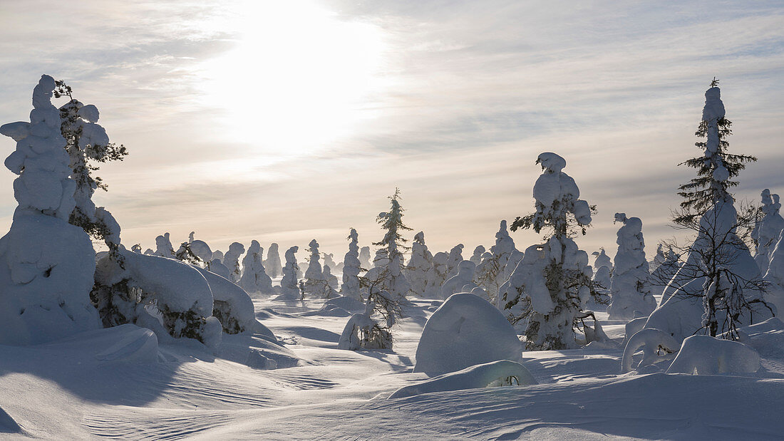 Tief verschneite Bäume im Pyhä-Luosto-Nationalpark, Finnland