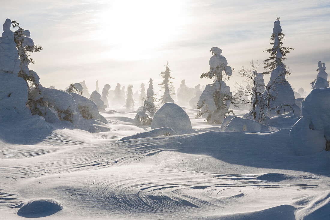 Schneesturm  im Pyhä-Luosto-Nationalpark, Finnland