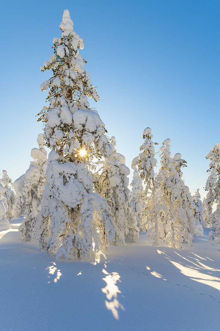 Tief verschneite Bäume  im Pyhä-Luosto-Nationalpark, Finnland
