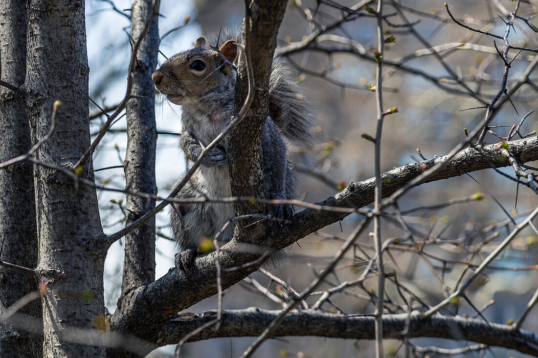 Eichhörnchen im Central Park, New York City, USA