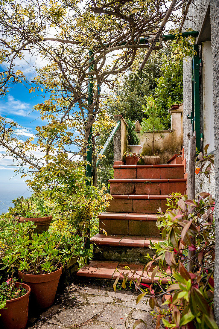 Terrace in the vineyards above Vernazza, Cinque Terre, Italy