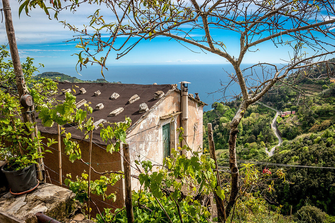 House in the vineyards above Vernazza, Cinque Terre, Italy