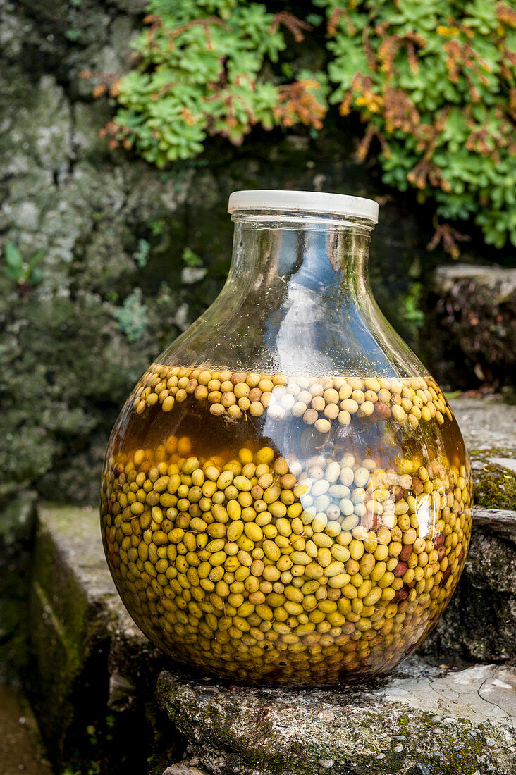 Pickled green olives in the vineyards above Vernazza, Cinque Terre, Italy