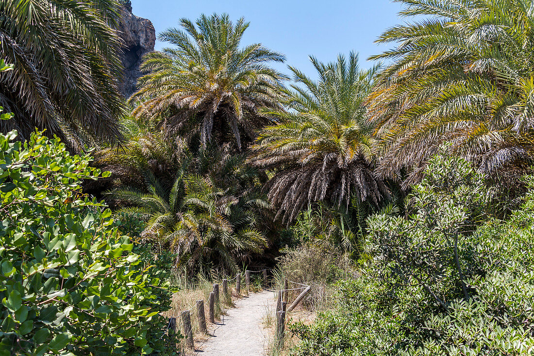 Palm grove behind the palm beach of Preveli in summer, central Crete, Greece