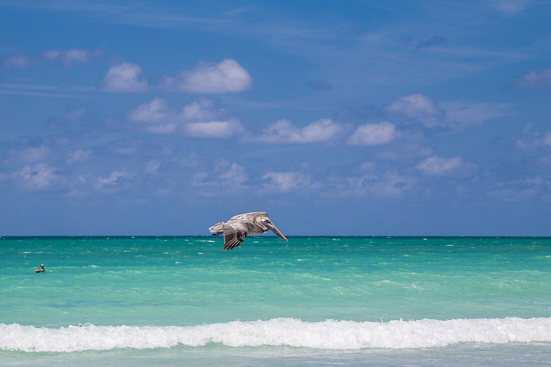 Fliegender Pelikan am Strand, Varadero, Kuba