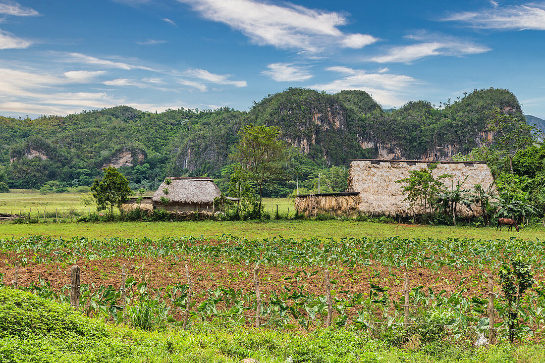 Tobacco fields in Pinar del Rio, Cuba