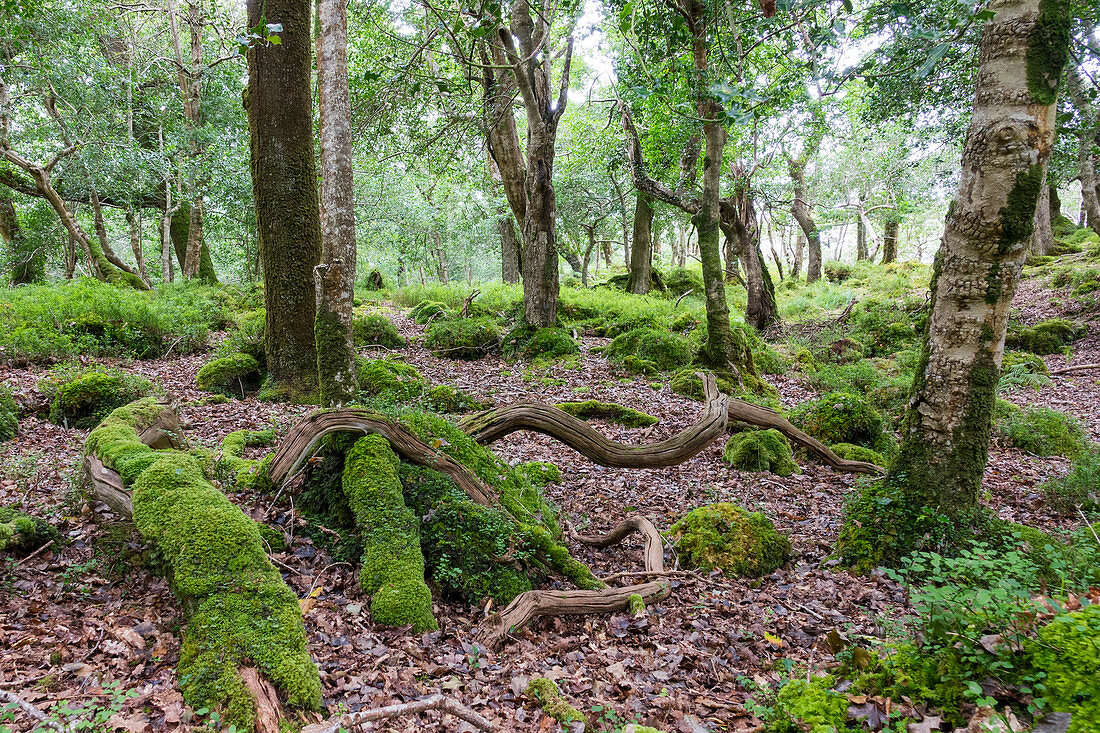 Forest in Killarney National Park, County Kerry, Ireland, Europe