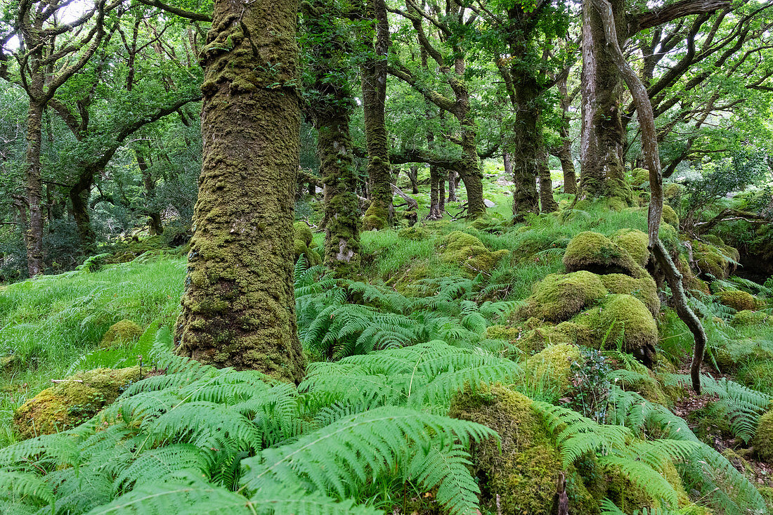 Wald im Killarney Nationalpark, Grafschaft Kerry, Irland, Europa