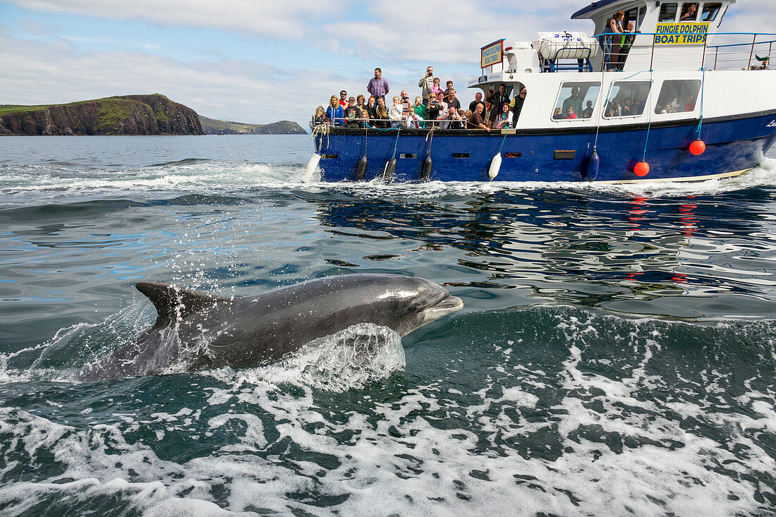 Delfin Fungie, Tursiops truncatus, Dingle Delfin Bootstour, Dingle Halbinsel, Grafschaft Kerry, Irland