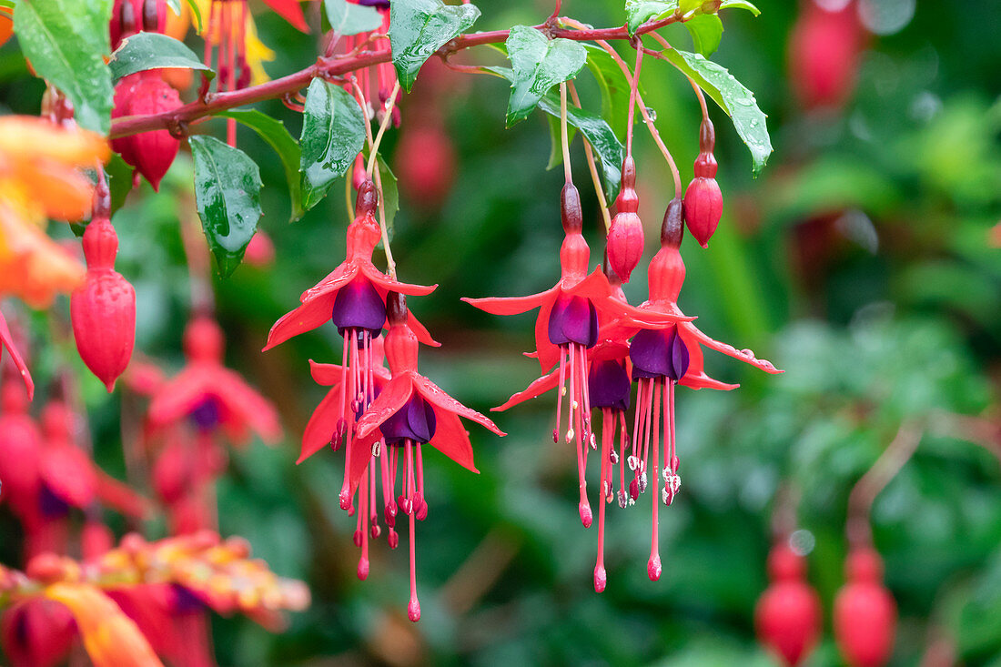 Fuchsie, Fuchsia sp., Dingle Halbinsel, County Kerry, Irland