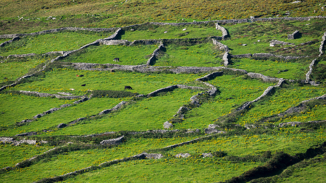 Stone walls, dry stone walls as pasture boundary, Dingle Peninsula, County Kerry, Ireland