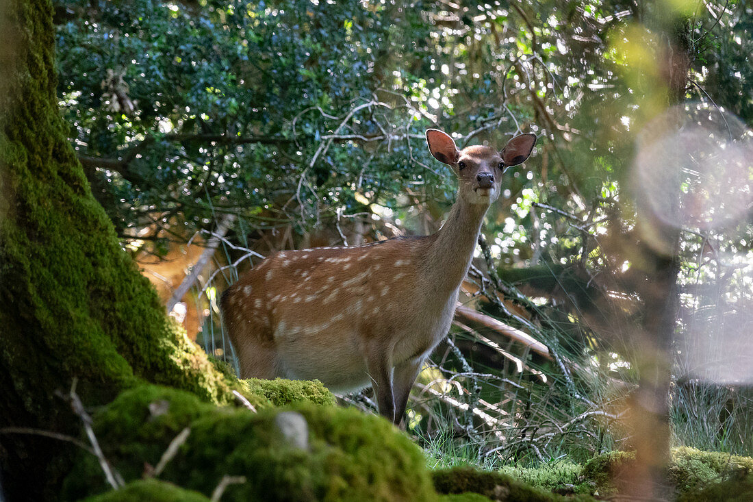 Damwild, Cervus dama, Tomies Woods, Killarney Nationalpark, Grafschaft Kerry, Irland, Europa