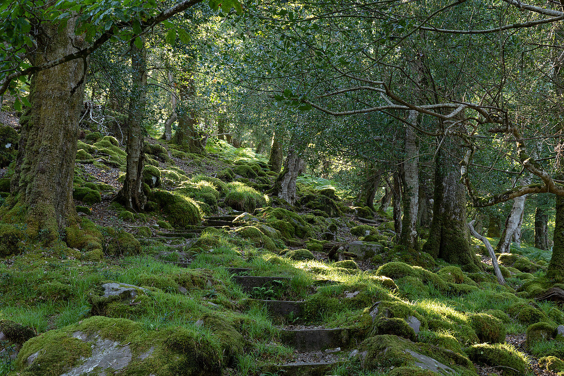 Tomies Woods, Killarney Nationalpark, Grafschaft Kerry, Irland, Europa