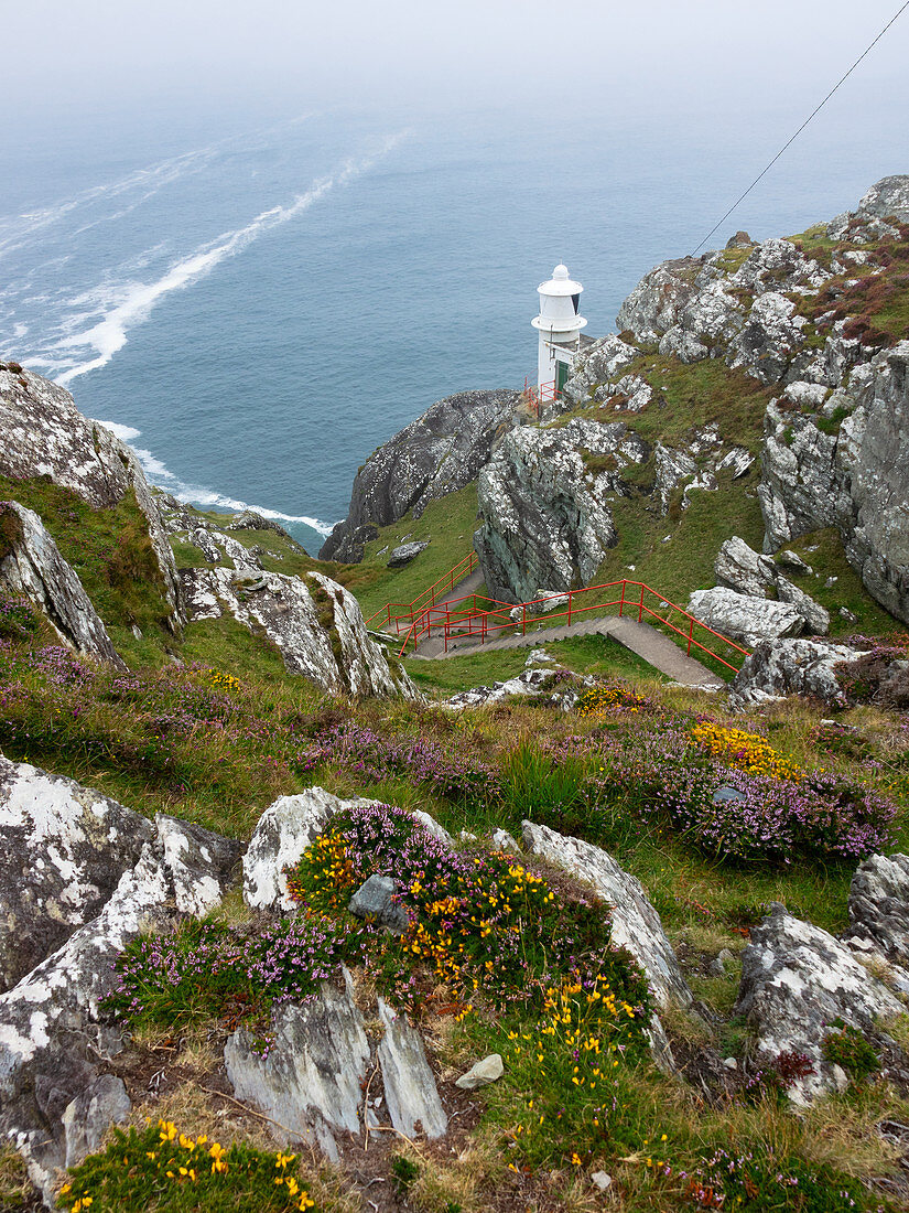 Lighthouse, Heather and Gorse, Sheep's Head, Mizen Head, County Cork, Ireland
