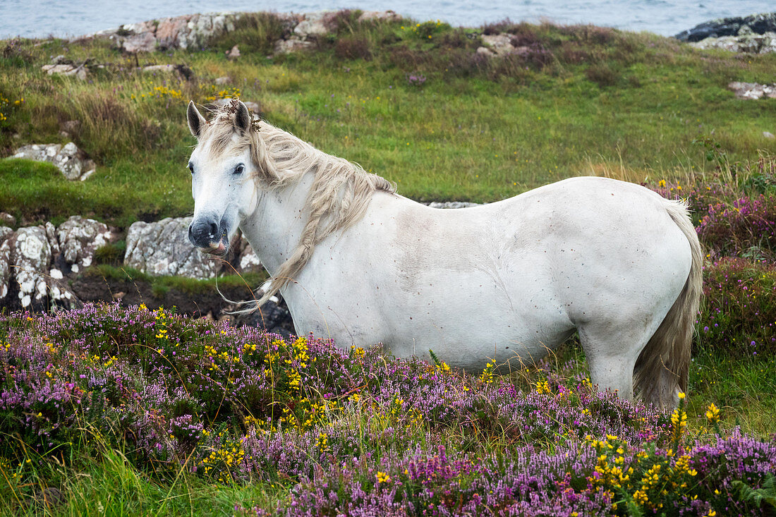 Connemara Pony, Equus ferus caballus, Connemara, Grafschaft Galway, Irland, Europa
