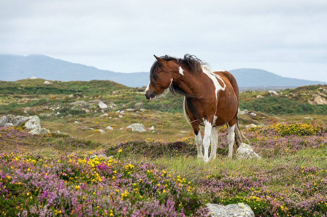 Connemara Pony, Equus ferus caballus, Connemara, Grafschaft Galway, Irland, Europa