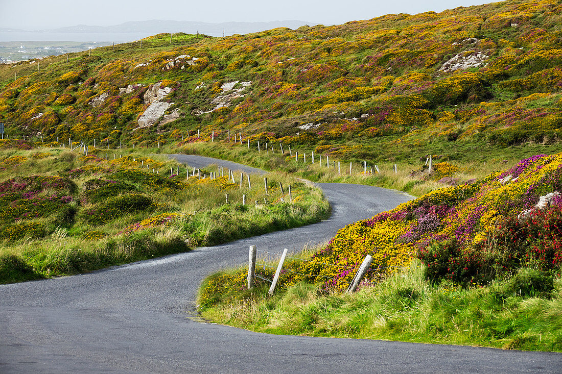 Kurvige Landstraße mit Blumenwiesen, Sky Road, Region Connemara, Grafschaft Galway, Irland