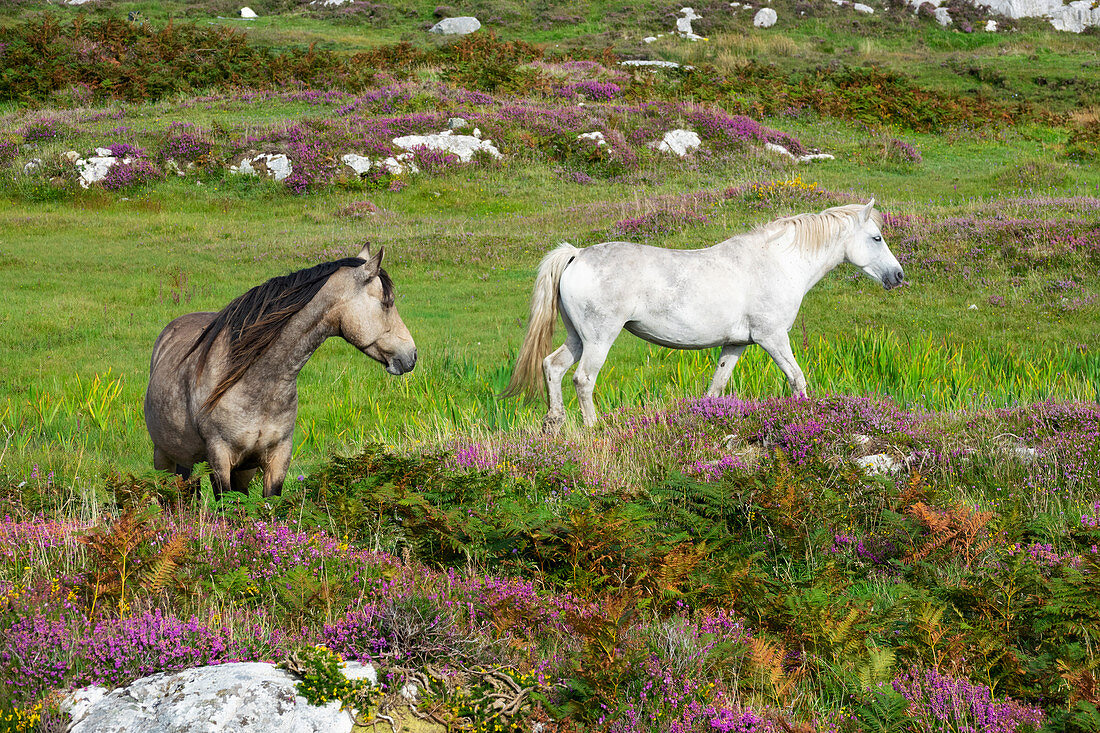 Connemara Ponies, Equus ferus caballus, Connemara, Grafschaft Galway, Irland, Europa