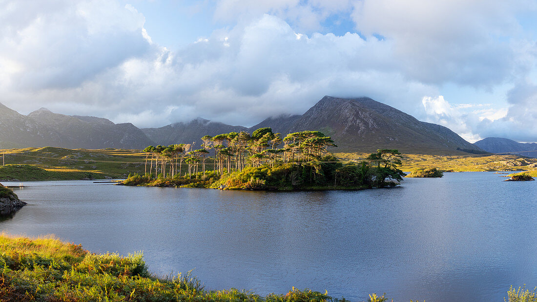 Kiefernhain, Twelve Pines, Derryclare Lough, Connemara, Irland, Europa