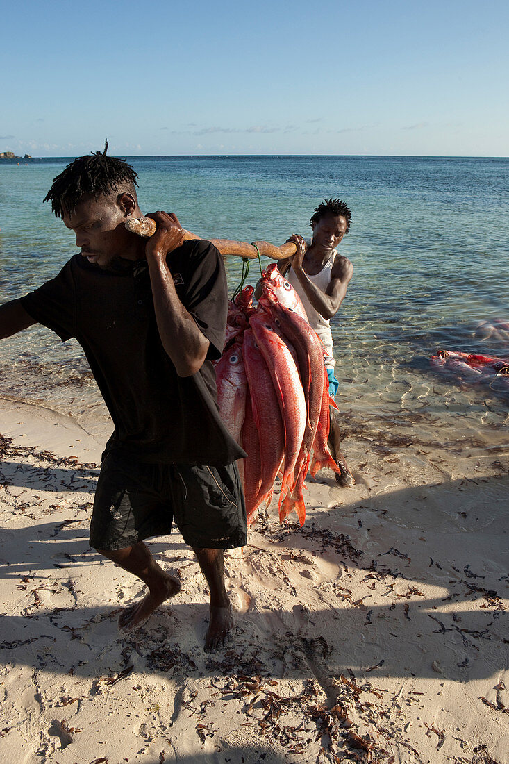 Fisherman with fresh catch, Red Snapper, Temple Point Resort, Mida Creek, Watamu, Malindi, Kenya