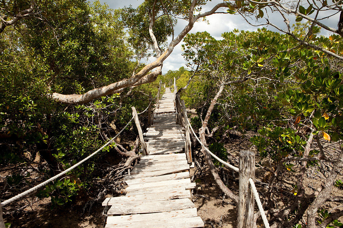 Hängebrücke duch die Mangroven des Mida Creek,  Watamu, Malindi, Kenia