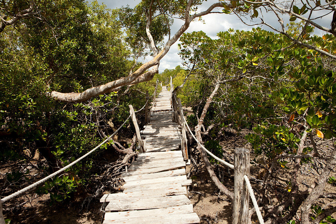 Suspension bridges through the mangroves of Mida Creek, Skywalk, Mida Creek, Watamu, Malindi, Kenya