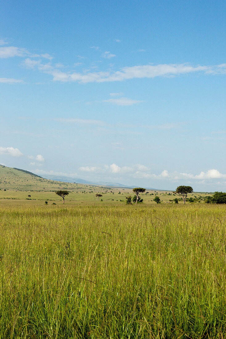 Typical landscape of the savannah, safari, national park, Masai Mara, Maasai Mara, Serengeti, Kenya