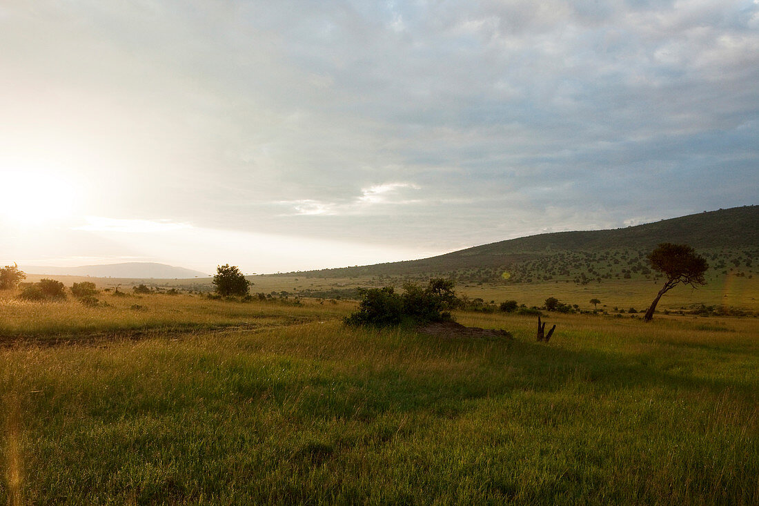 Sonnenaufgang in typischer Landschaft der Savanne, Nationalpark Masai Mara, Serengeti, Kenia
