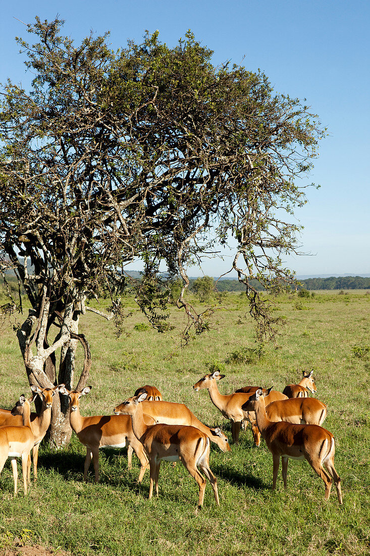 Impala Antilopen in der Savanne, Lake-Nakuru-Nationalpark, Nakuru, Nakuru County, Kenia